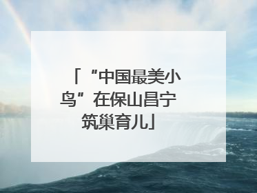 “中国最美小鸟”在保山昌宁筑巢育儿