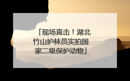 现场直击！湖北竹山护林员实拍国家二级保护动物