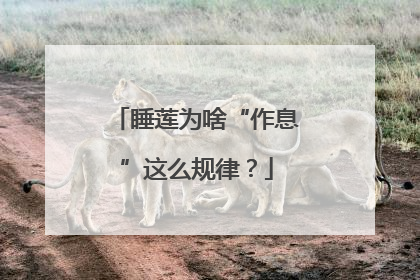 睡莲为啥“作息”这么规律？