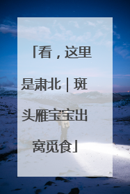 看，这里是肃北｜斑头雁宝宝出窝觅食