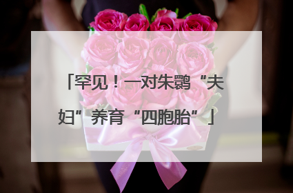 罕见！一对朱鹮“夫妇”养育“四胞胎”