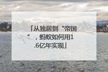 从独居到“帝国”，蚂蚁如何用1.6亿年实现