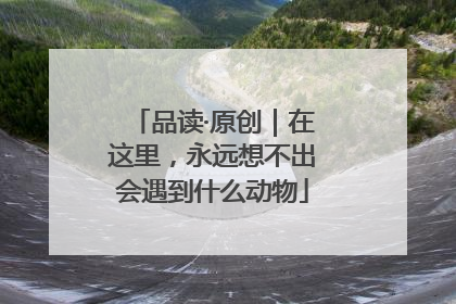 品读·原创｜在这里，永远想不出会遇到什么动物