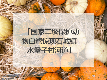 国家二级保护动物白鹭惊现石城镇水堡子村河道