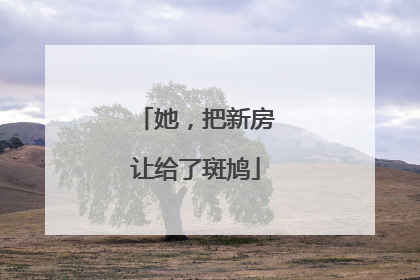 她，把新房让给了斑鸠