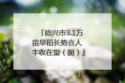 德兴市3.1万亩早稻长势喜人 丰收在望（图）