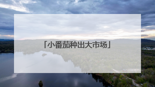小番茄种出大市场