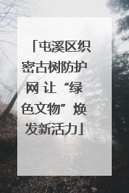 屯溪区织密古树防护网 让“绿色文物”焕发新活力