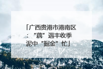 广西贵港市港南区：“藕”遇丰收季 泥中“掘金”忙