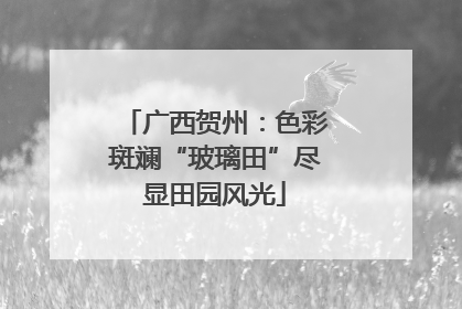 广西贺州：色彩斑斓“玻璃田”尽显田园风光