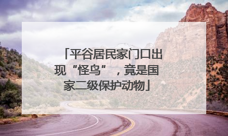 平谷居民家门口出现“怪鸟”，竟是国家二级保护动物