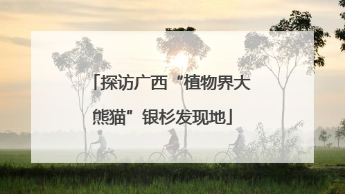 探访广西“植物界大熊猫”银杉发现地