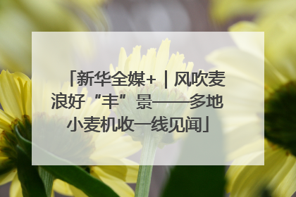 新华全媒+｜风吹麦浪好“丰”景——多地小麦机收一线见闻