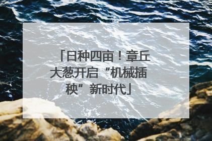 日种四亩！章丘大葱开启“机械插秧”新时代