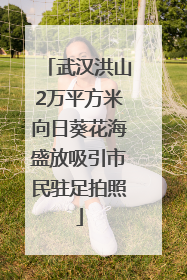 武汉洪山2万平方米向日葵花海盛放吸引市民驻足拍照