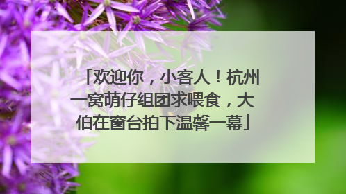 欢迎你，小客人！杭州一窝萌仔组团求喂食，大伯在窗台拍下温馨一幕