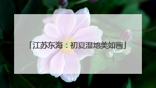 江苏东海：初夏湿地美如画