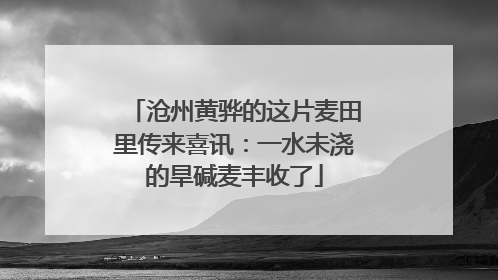 沧州黄骅的这片麦田里传来喜讯：一水未浇的旱碱麦丰收了