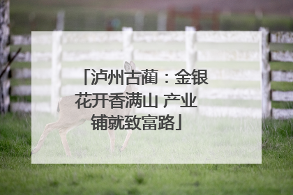 泸州古蔺：金银花开香满山 产业铺就致富路