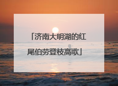 济南大明湖的红尾伯劳登枝高歌