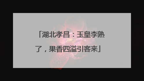 湖北孝昌：玉皇李熟了，果香四溢引客来