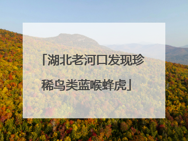 湖北老河口发现珍稀鸟类蓝喉蜂虎