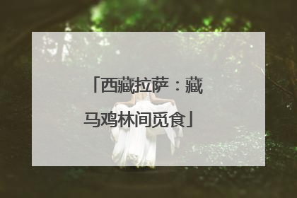 西藏拉萨：藏马鸡林间觅食