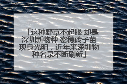 这种野草不起眼 却是深圳新物种 密穗砖子苗现身光明，近年来深圳物种名录不断刷新