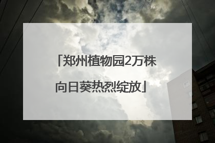 郑州植物园2万株向日葵热烈绽放