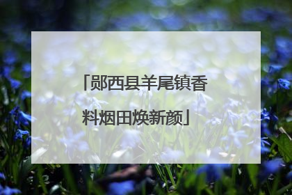 郧西县羊尾镇香料烟田焕新颜