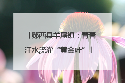 郧西县羊尾镇：青春汗水浇灌“黄金叶”