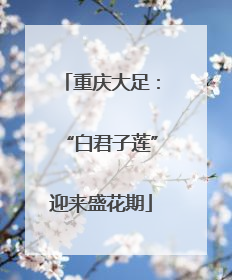 重庆大足：“白君子莲”迎来盛花期