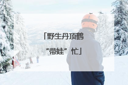 野生丹顶鹤“带娃”忙