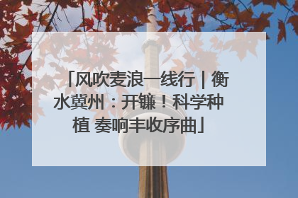 风吹麦浪一线行｜衡水冀州：开镰！科学种植 奏响丰收序曲
