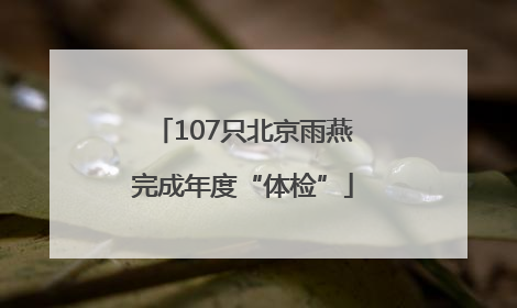 107只北京雨燕完成年度“体检”