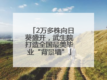 2万多株向日葵盛开，武生院打造全国最美毕业“背景墙”